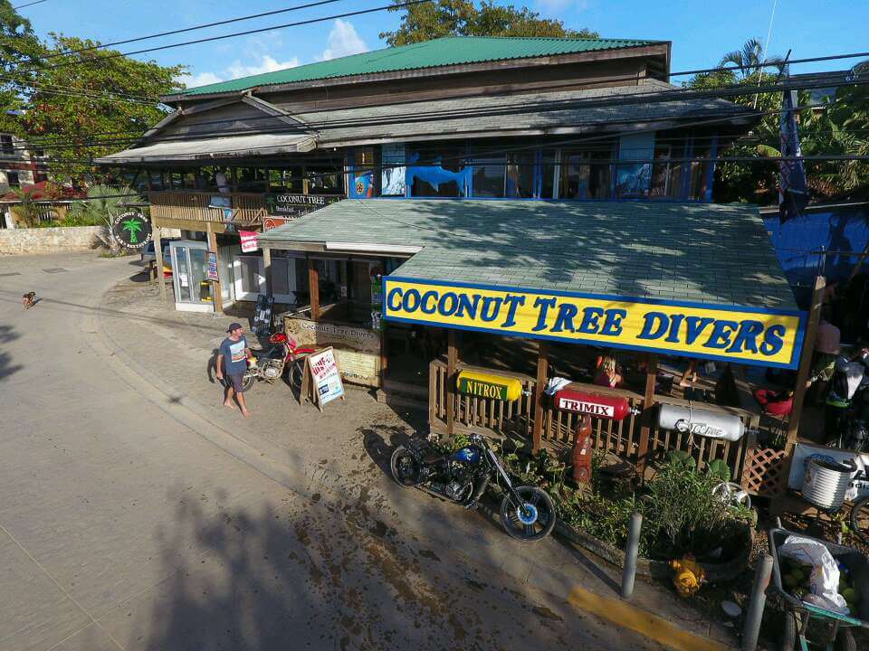 a picture of coconut tree divers in roatan honduras west end