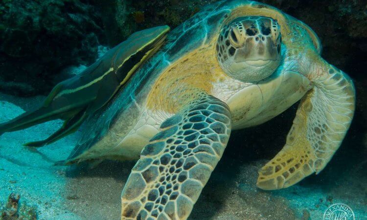 Roatan Scuba Diving Courses Coconut Tree Divers Roatan Honduras Roatan Scuba Diving Courses Coconut Tree Divers Roatan Honduras