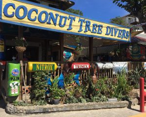 coconut tree divers roatan honduras coconut tree divers roatan honduras