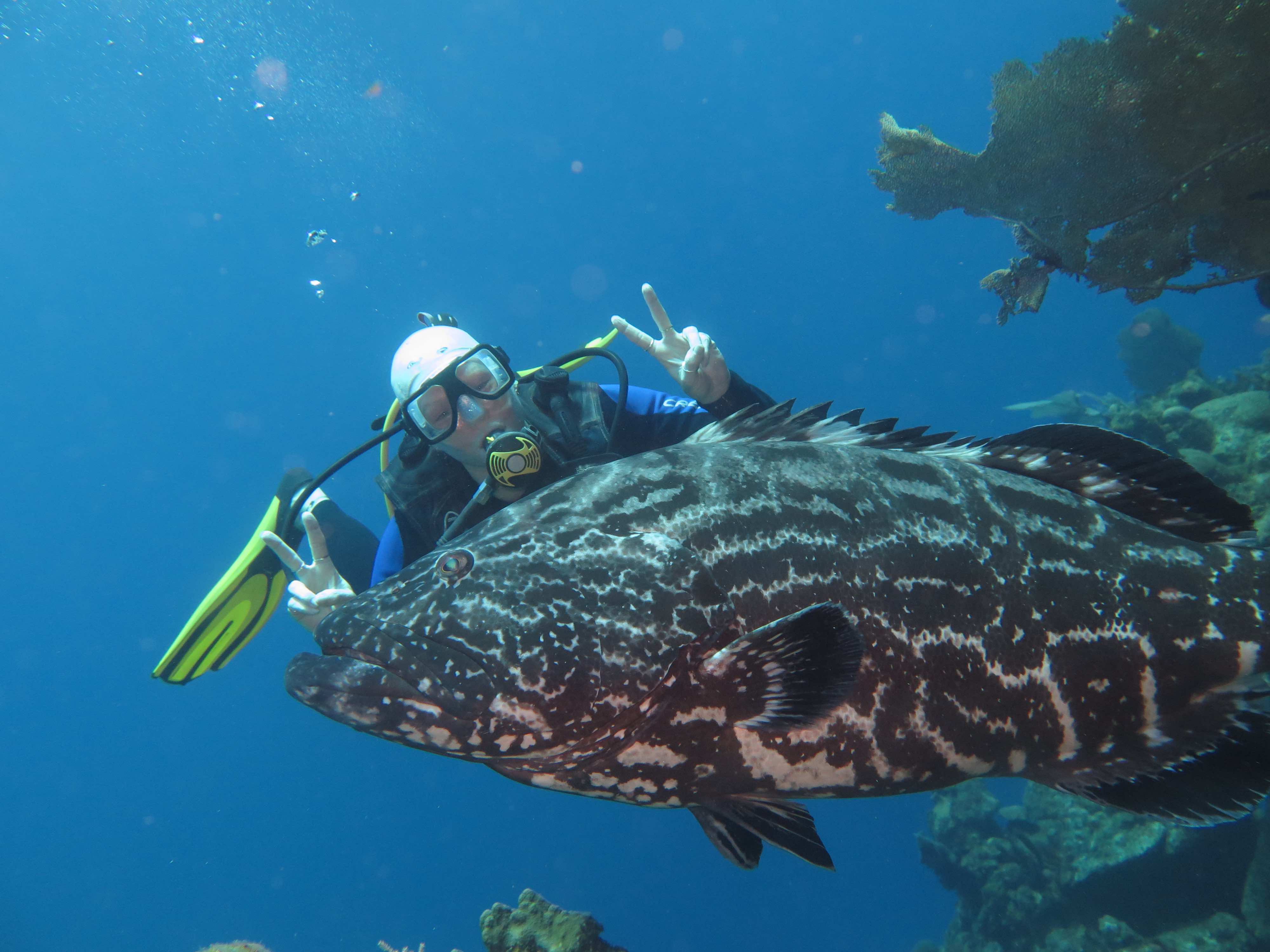 El Aguila Grouper dykkersted Roatan