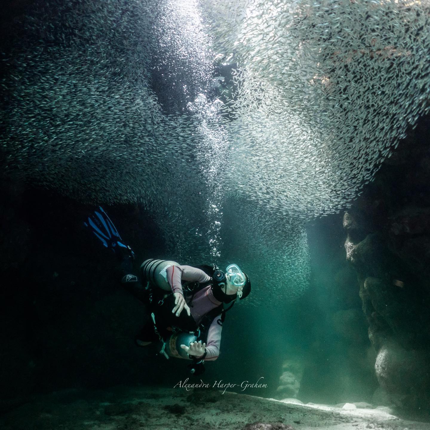 Underwater photography silversides