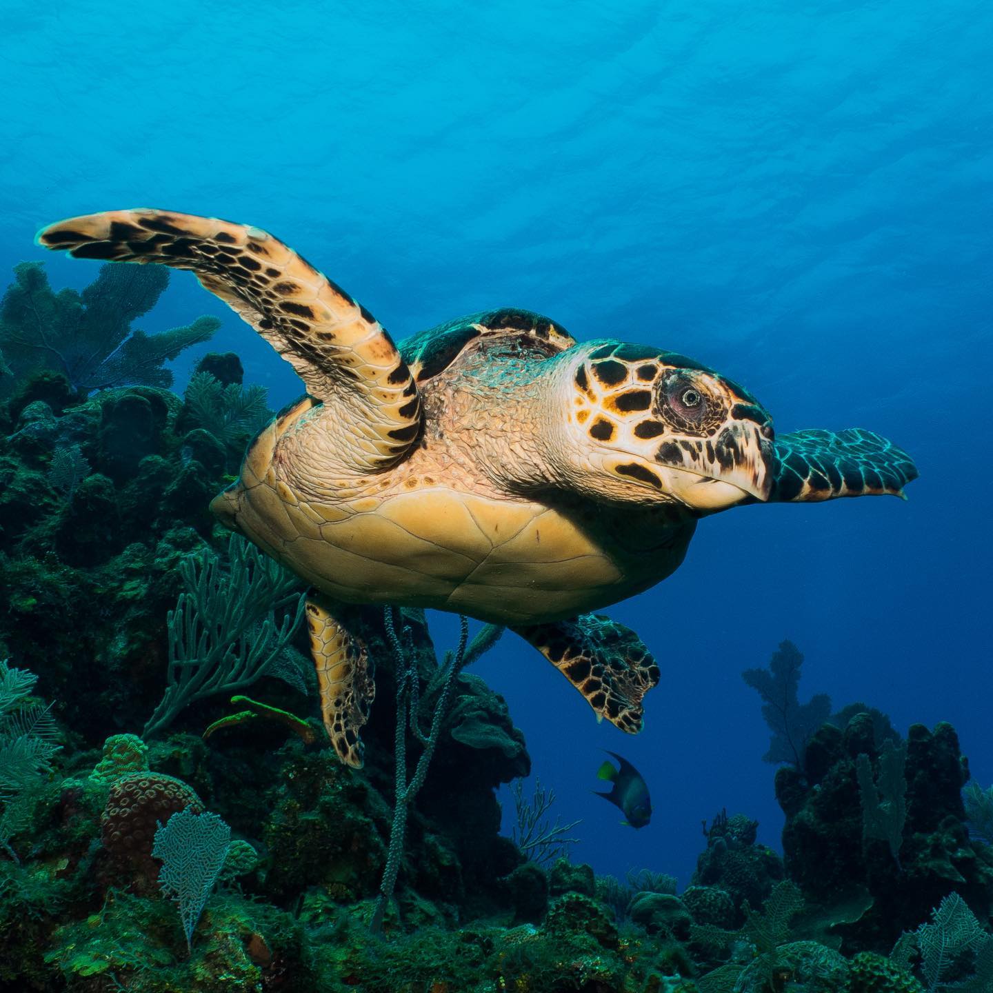 How to conserve air while diving turtle roatan honduras How to conserve air while diving turtle roatan honduras
