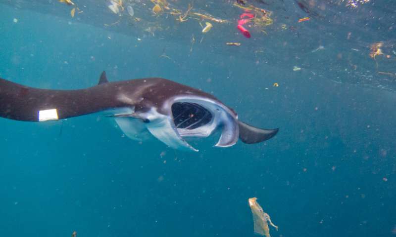 Manta ray eating plastic
