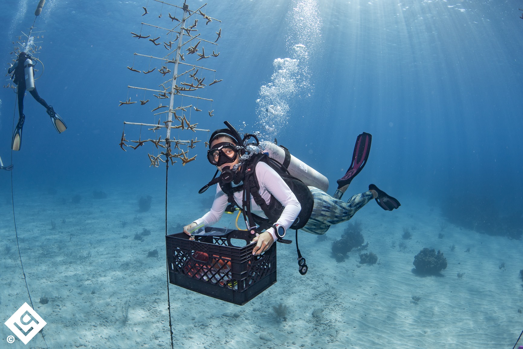 Roatan's Coral Restoration Certification Roatan's Coral Restoration Program