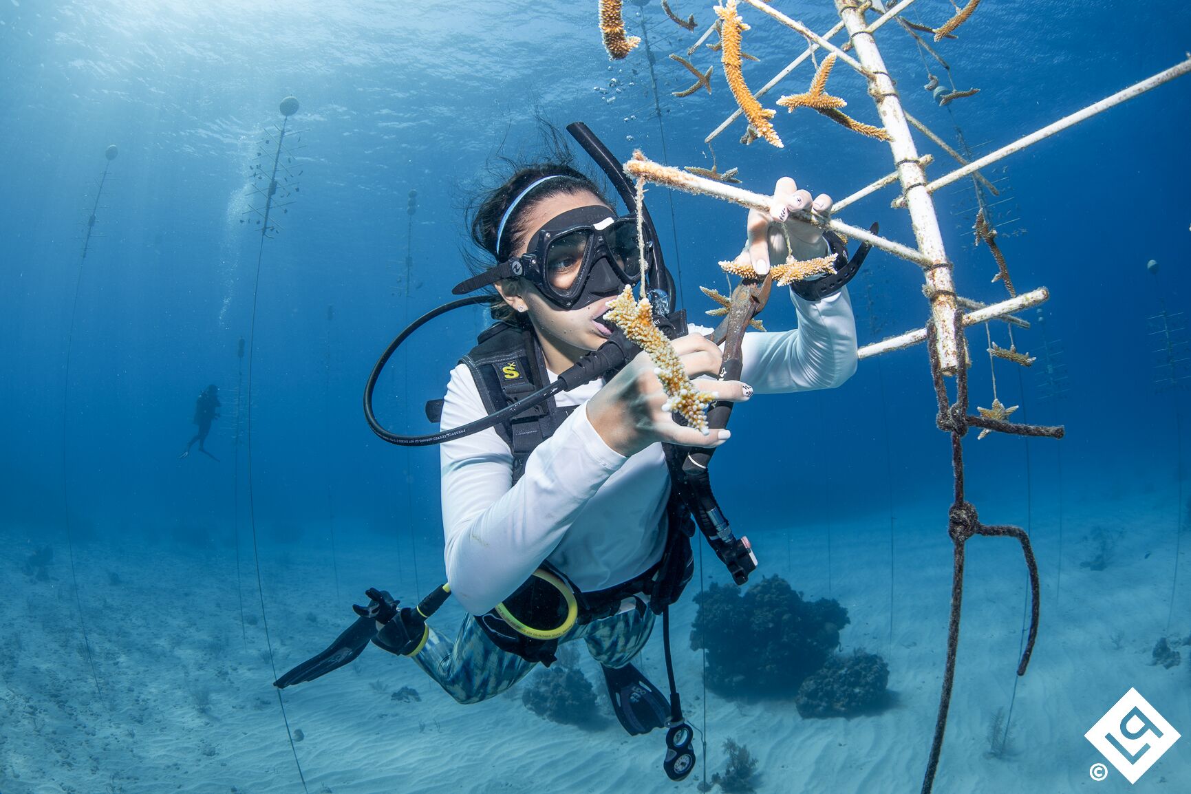 Roatan's Coral Restoration Certification Cleaning Coral Roatan's Coral Restoration Program Cleaning coral