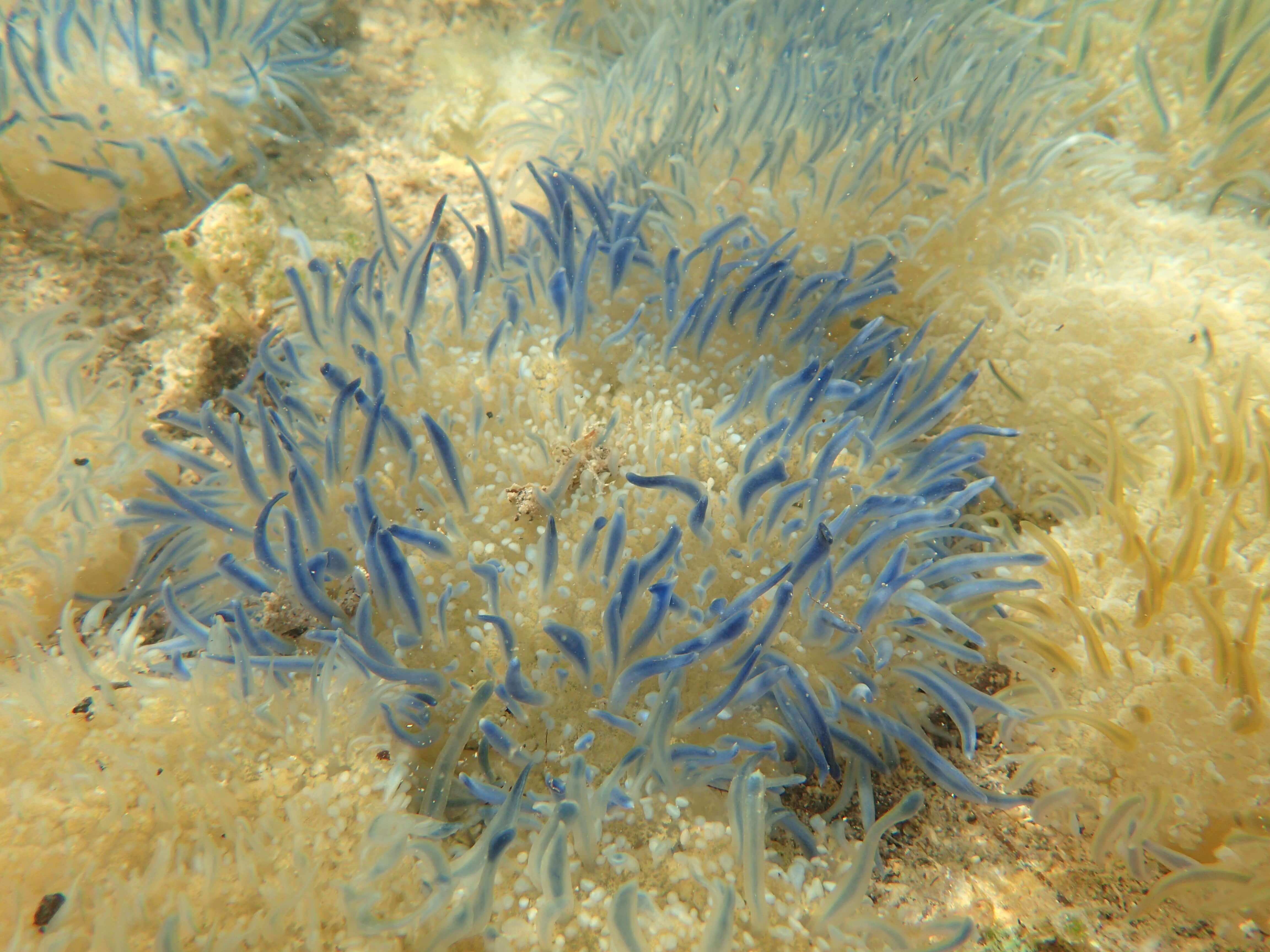 upside down jellyfish sting