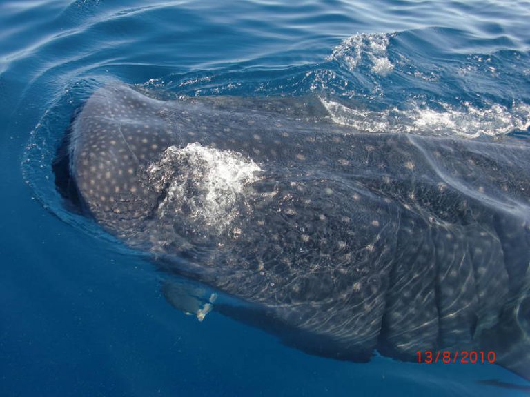 Snorkeling with the Whale Sharks