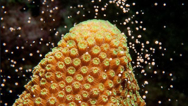 5 highlights of Scuba Diving on Roatan 5 highlights of Scuba Diving on Roatan
