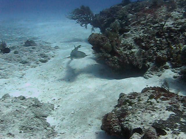 Cozumel diving