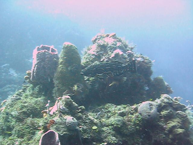 cozumel diving