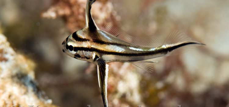 Spotted Drum Spotted Drum