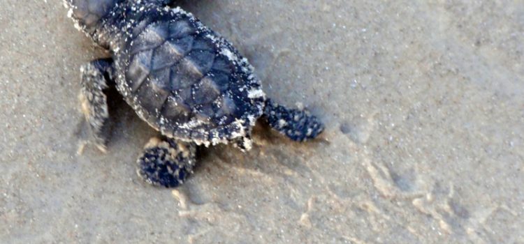 It’s Turtle Time! It’s Turtle Time!