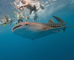 Swim with the Whalesharks! Swim with the Whalesharks!