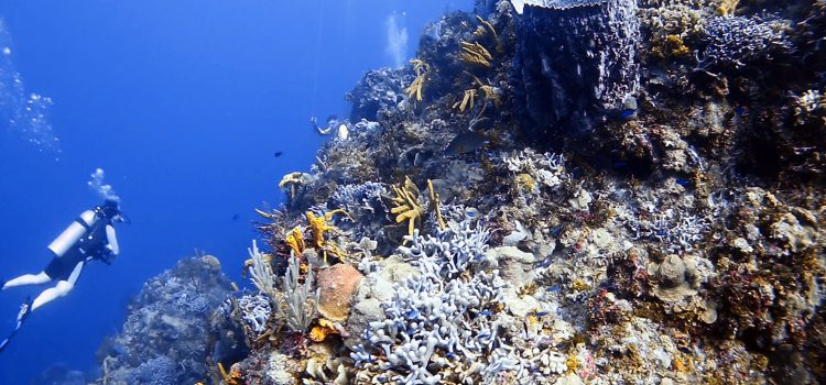 Some of the Best Reasons to Dive in Cozumel Dive Cozumel
