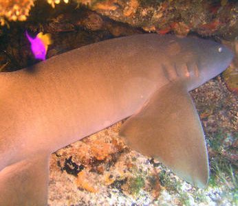 Sleeping Shark Cave + Pailas Reef Dive