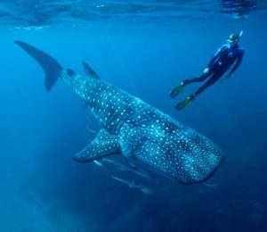 whale